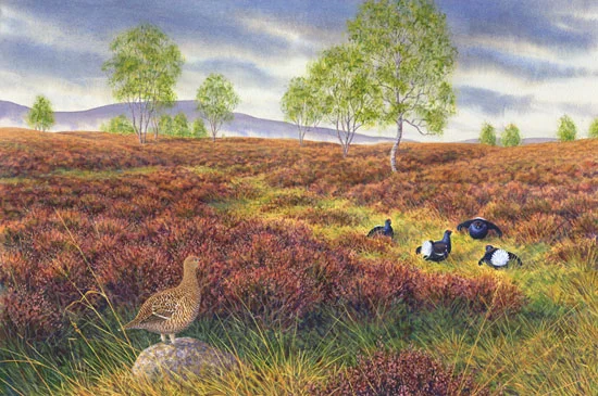 BLACK GROUSE (Tetrao tetrix) - Tétras lyre — wildechoes
